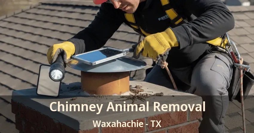 Chimney Animal Removal Waxahachie - TX Chimney Animal Removal Waxahachie - TX
